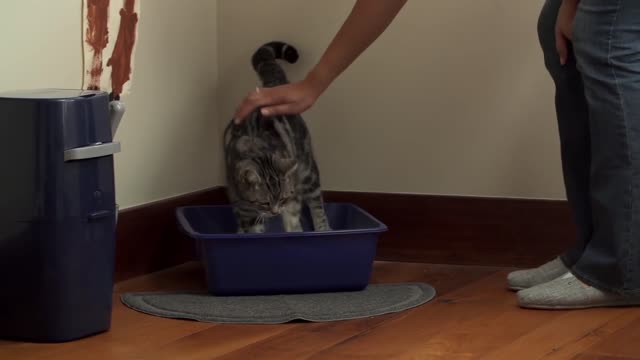 Train Your Adorable Cat to Use a Litter Box