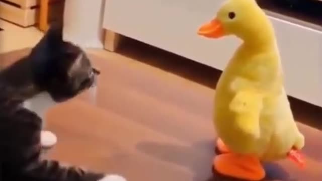 💗Cute And Funny Pets | Try Not To Laugh To These Pets Compilatio