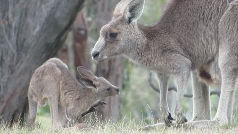 A Joey Wanting to Get Back in the Pouch