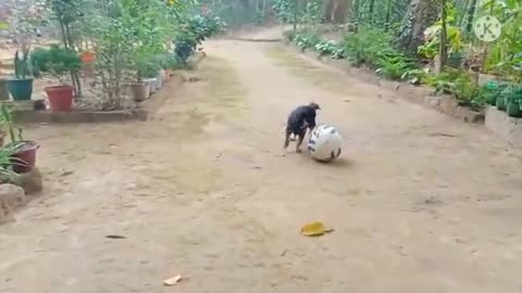Cute puppy playing with the football