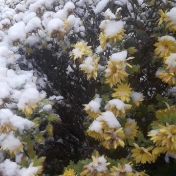 Winter Chrysanthemums