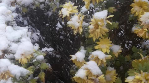 Winter Chrysanthemums