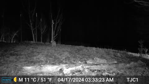 Raccoon and Truck
