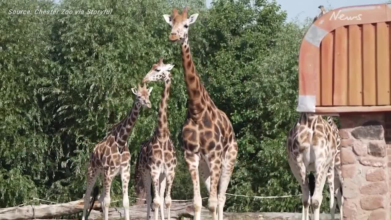 Adorable baby giraffe gets zoomies during first time outside