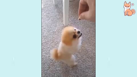 You will laugh at all the DOGS 🤣 Funny DOG Videos 😂🐶