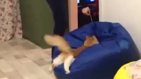 THE CAT JUMP