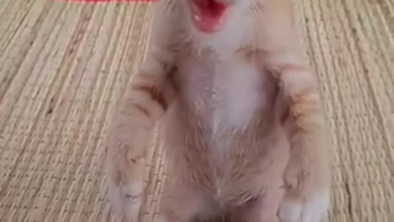 Amazing cat 🐈 trending video