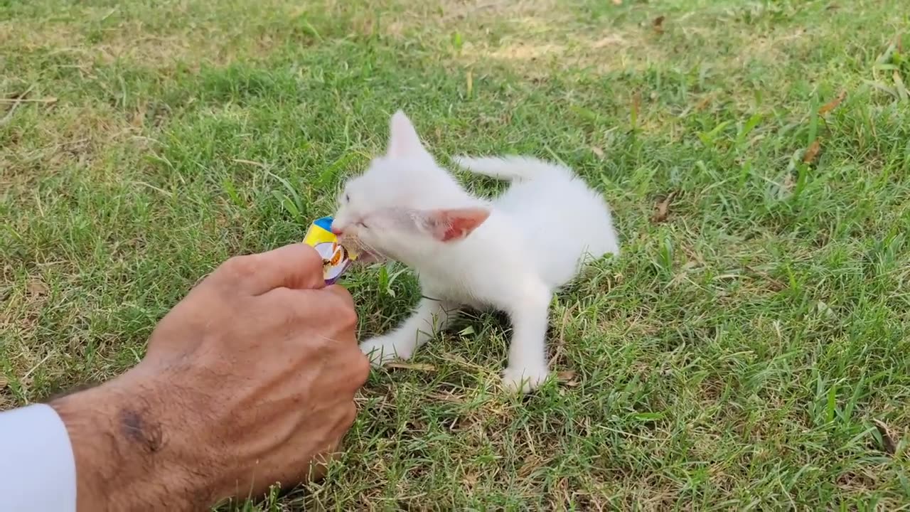 When we went out for a picnic, this is what happened to Mama cat and her kittens... LOL!