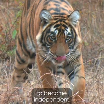 An unforgiving tiger’s first kill 😱 Full episode on the BBC