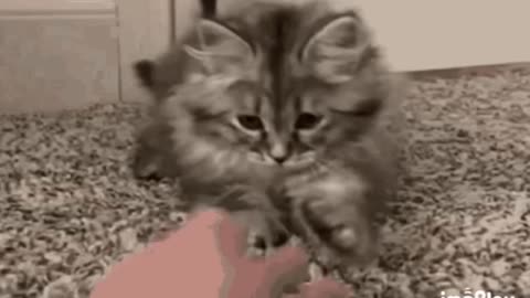 Cute Cat Gif