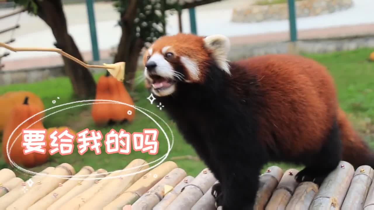 red pandas