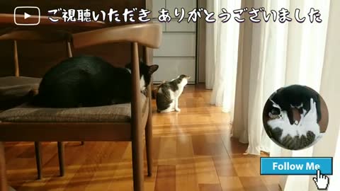 CAT PLAYING ON FLOOR