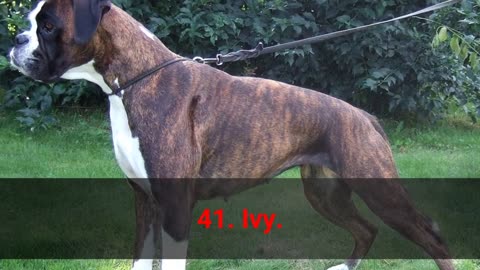 🐕 TOP 50 Badass Dog Names For Female!