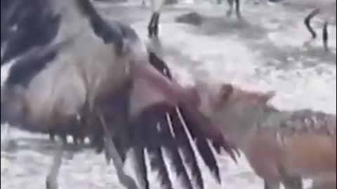 Is that a fox hunting birds?
