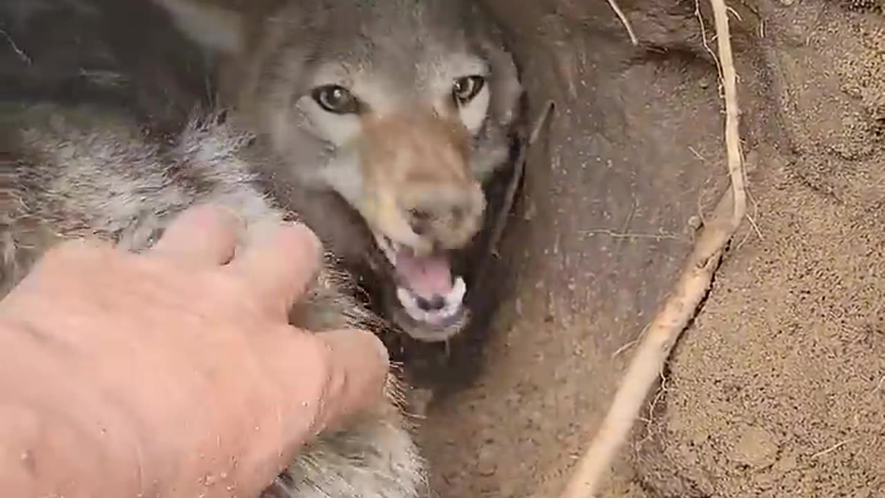 Pet coyote Denise friendship During den digging....