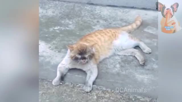 Funny Cats Videos Cute Cat Compilation #omg So Cute and #Funny #cat #2023 #NEW