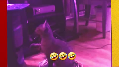 Funny cats videos part-9🤣🤣🤣😍😍😍