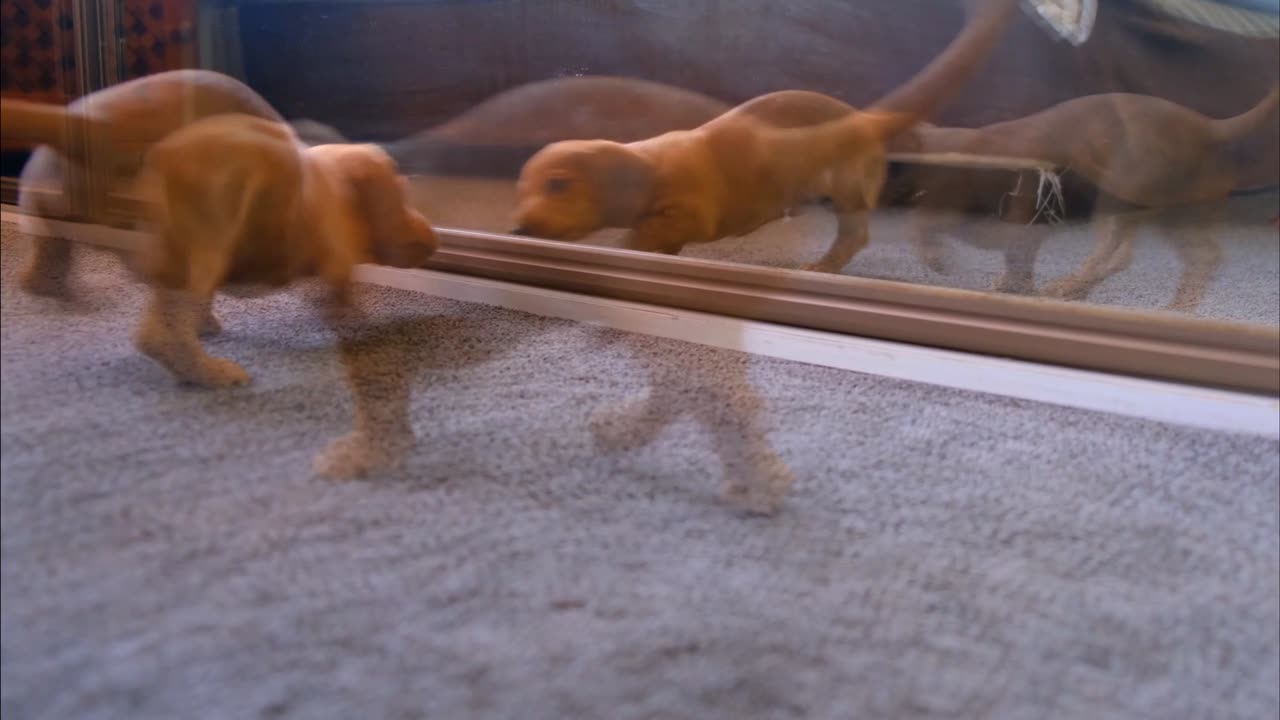 A Cute Puppies Fights With His Reflection In The Mirror