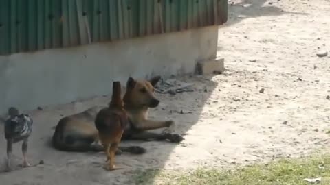 Troll a dog funny prank.