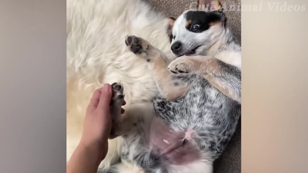 Cute Dogs