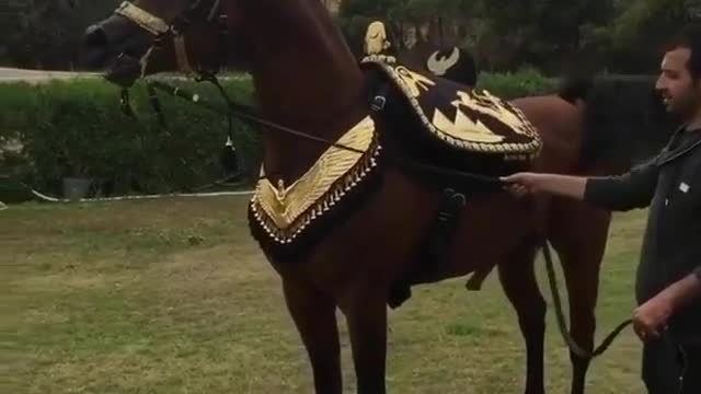 See the original Arabian horse