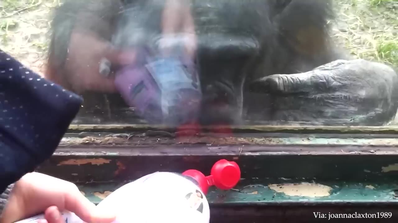 The Orangutan wanted to see the baby ❤️ Funniest Monkey Videos