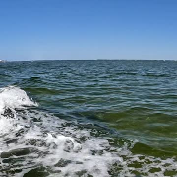 Dolphins in My Boat Wake