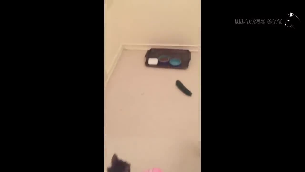 The Best Funny Cat Videos Of The 2023 - Funny Cats Compilation #09