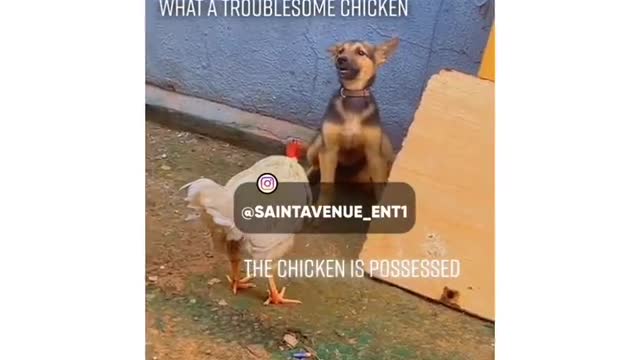 Chicken Vs Dog (Animal fight)