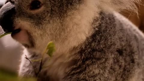 koala eat