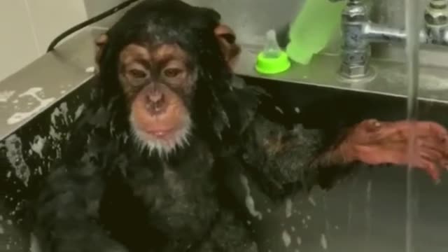 MONKEY TAKING A BATH