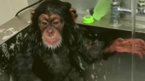 MONKEY TAKING A BATH