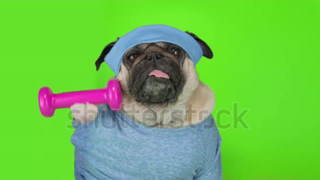 Funny cute pug dog do fitness, workout, gym. Dumbbell in the paw, doing dumbbells exercise