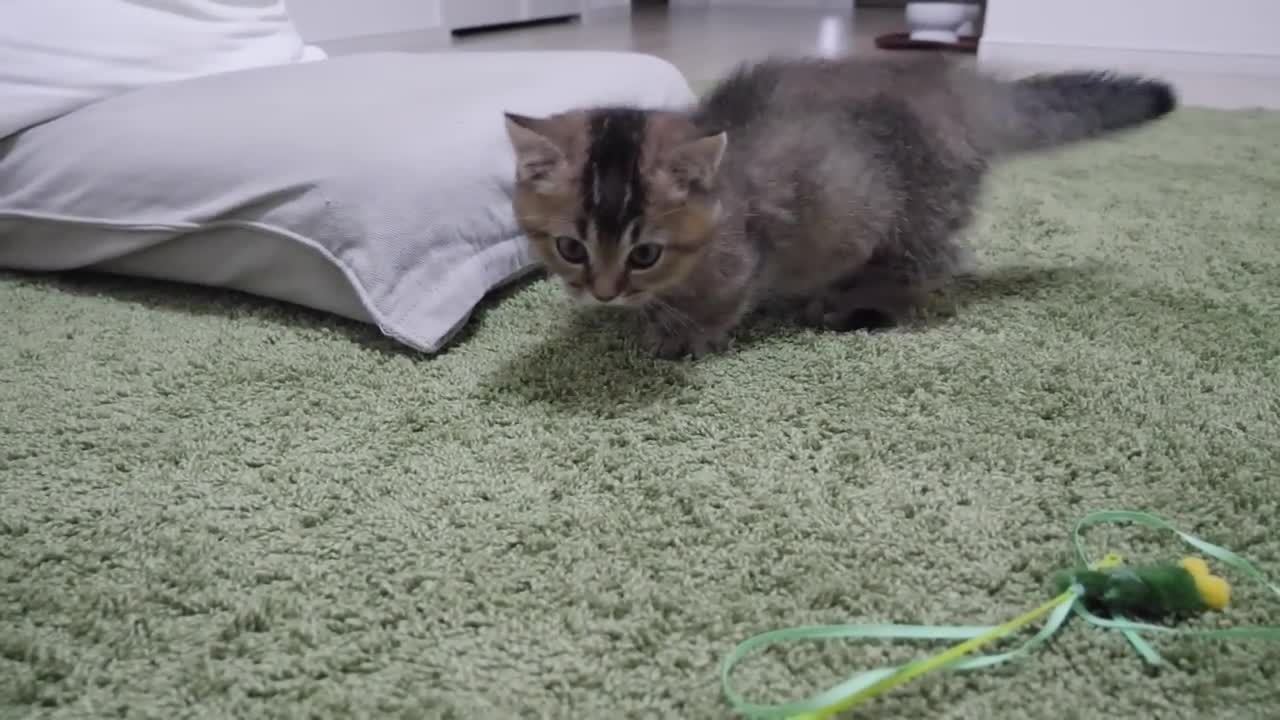 The kitten got tired of playing with his owner