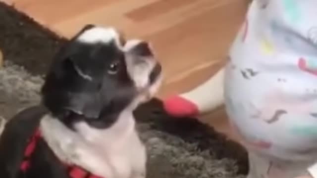 Baby shares a french fry with a dog