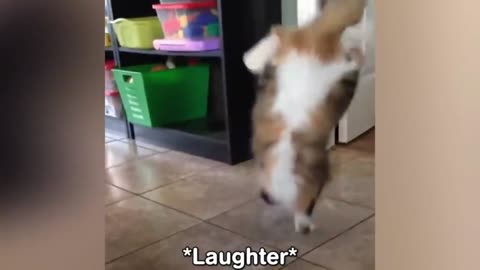 Cat Does A Handstand And Runs