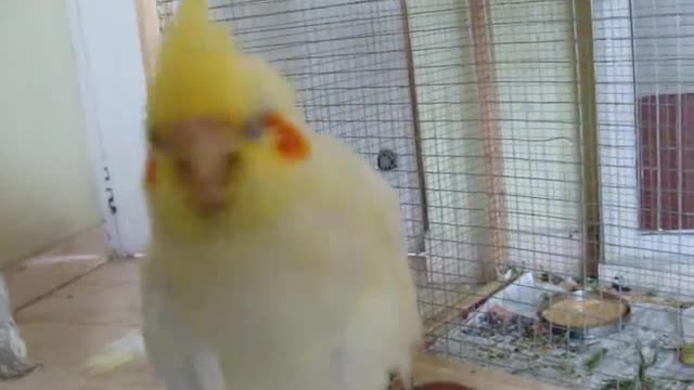 6 week old baby cockatiel