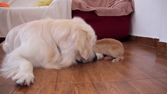 Rabbit Sam Steals Food From Dog Bailey & They Play Together