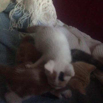 4 Smol Kittens Rough Playing And Biting