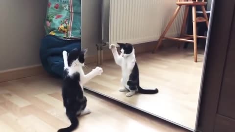 funny Cat &Mirror Video