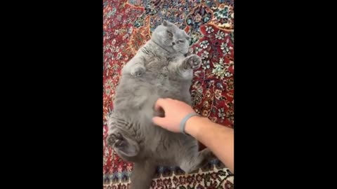 Cute Fat Cat