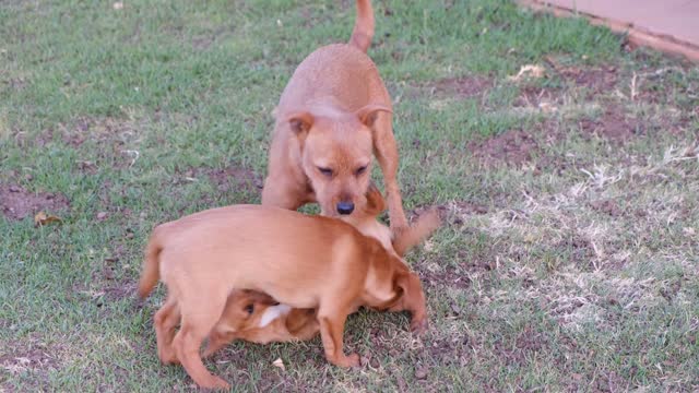 The dog and his two son