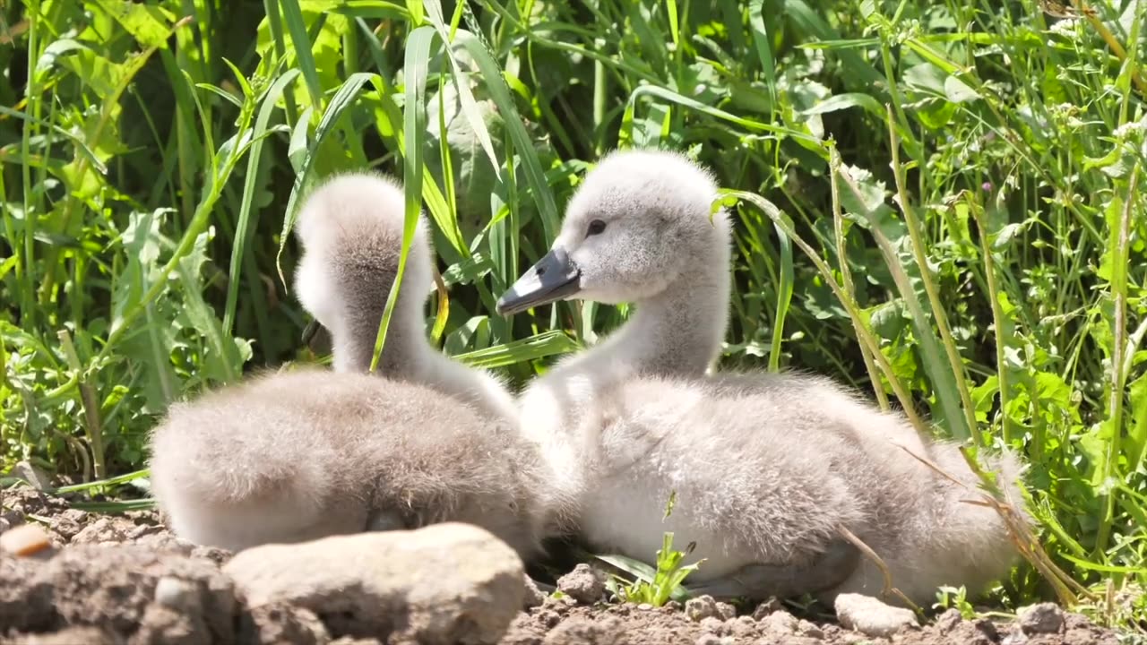 HD "Wild Wonders: Exploring the Beauty and Majesty of Nature's Creatures"