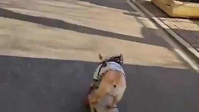 skateboard travel bulldog on the way