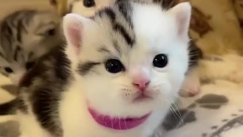 Adorable Cutie Pies 😺😍😘 Comments