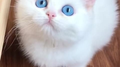 cute cat so cute 🥰🥰🥰🥰🥰🥰