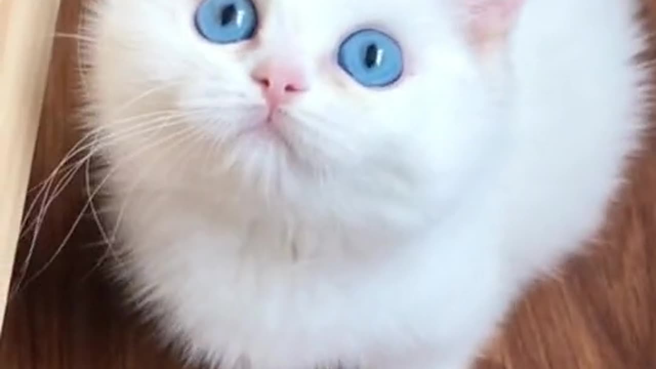 cute cat so cute 🥰🥰🥰🥰🥰🥰