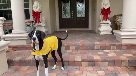 Great Dane puts on weather gear to play in the rain