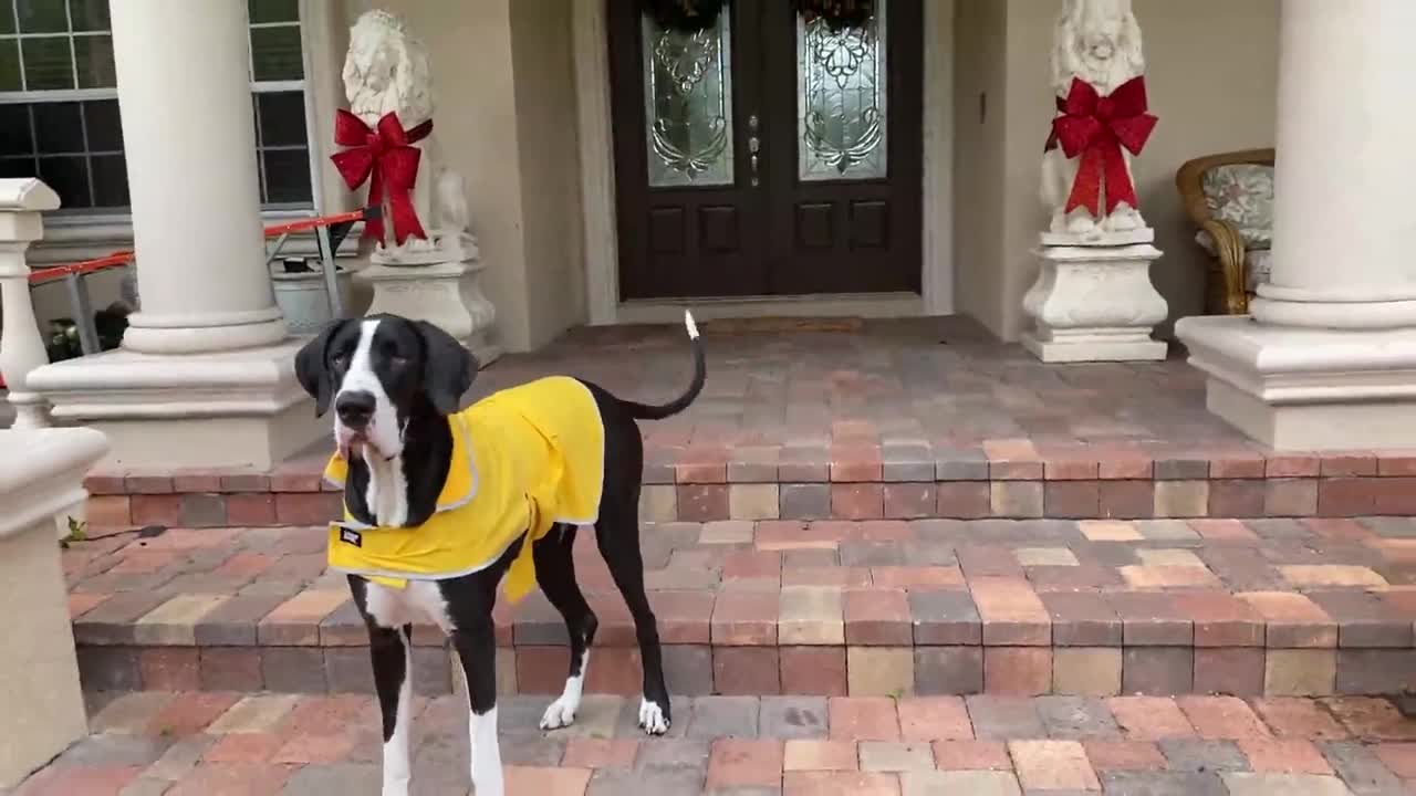 Great Dane puts on weather gear to play in the rain