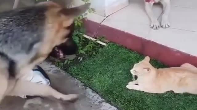 Funny Cats & Dogs Videos Part20